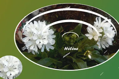 2 Fleurs Blanches