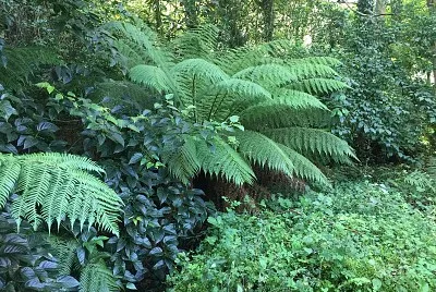 green peace