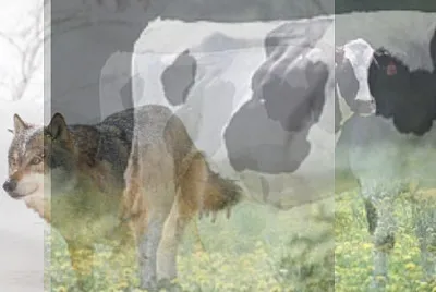 vaca e lobo