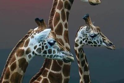 natural jigsaw puzzle