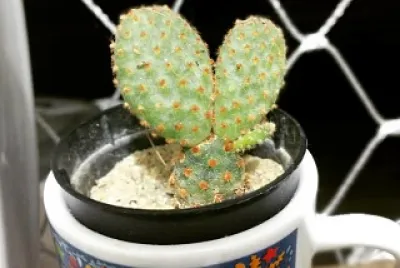 Cacto