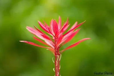 פאזל של flores