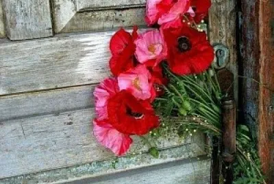 פאזל של flores