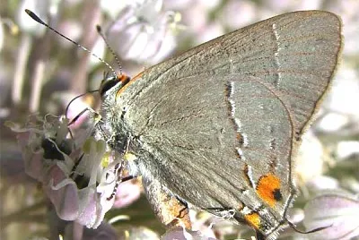 Satyrium favonius