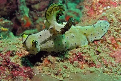 Notodoris serenae