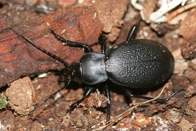 Carabus coriaceus