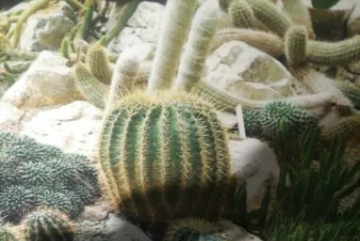 Cactus Succulentes jigsaw puzzle