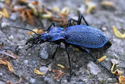 Carabus intricatus