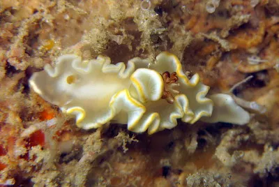 Noumea angustoleta