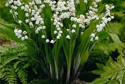 פאזל של flores