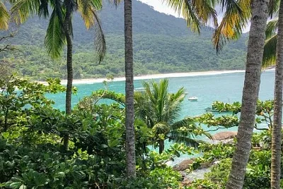 Las palmeras de aventureiro