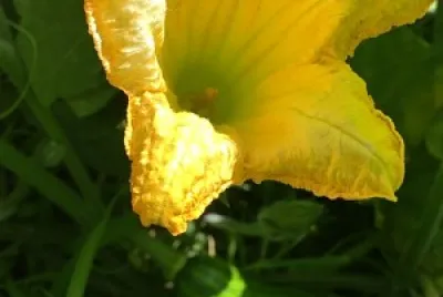 Flor de la calabaza