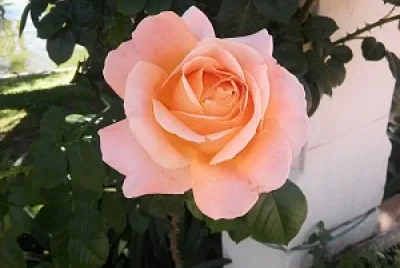 The Rose