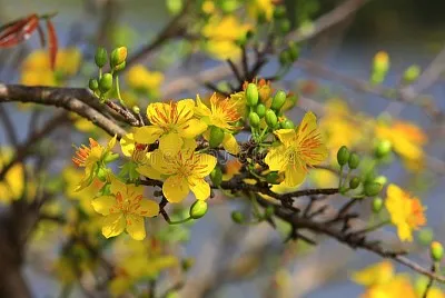 Mai - fiore (vietnamita) jigsaw puzzle