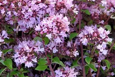 Maggiorana jigsaw puzzle