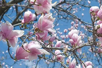 Magnolia jigsaw puzzle