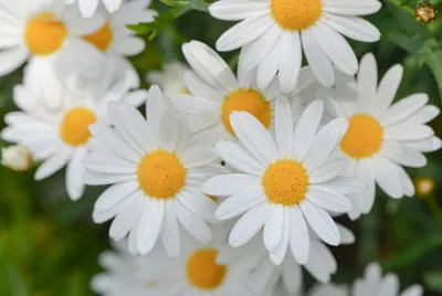 Margherita ( jigsaw puzzle