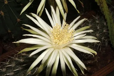 machaerocereus eruca jigsaw puzzle