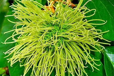 maclura pomifera jigsaw puzzle