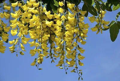 maggiociondolo jigsaw puzzle