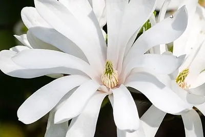 magnolia stellata jigsaw puzzle