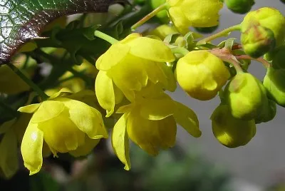 mahonia jigsaw puzzle