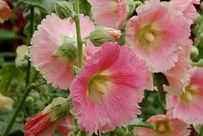 malvarosa jigsaw puzzle