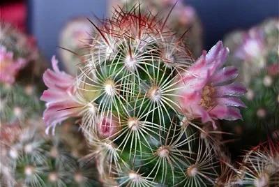 mammilla elongata jigsaw puzzle