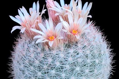 mammillaria candida jigsaw puzzle