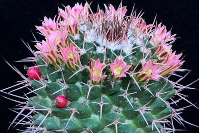 mammillaria carnea jigsaw puzzle