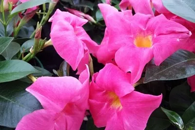 mandevilla jigsaw puzzle