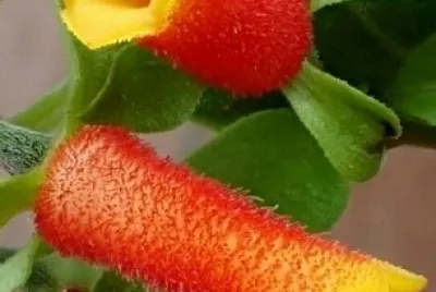 manettia jigsaw puzzle