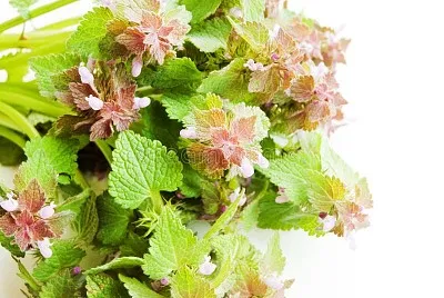 marrubio bianco jigsaw puzzle