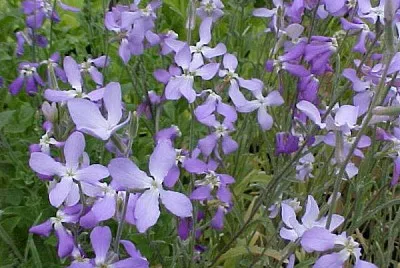 matthiola jigsaw puzzle