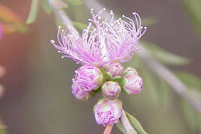 melaleuca leucadendra jigsaw puzzle