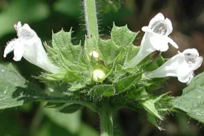 melissa jigsaw puzzle