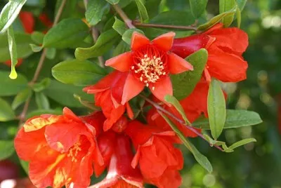 melograno jigsaw puzzle