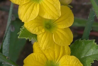 melone jigsaw puzzle