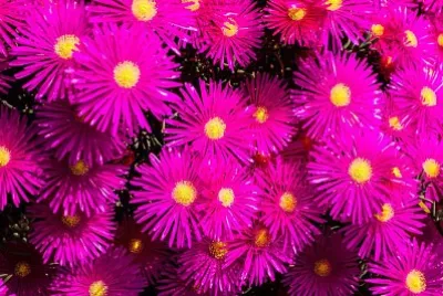 mesembriantemo jigsaw puzzle