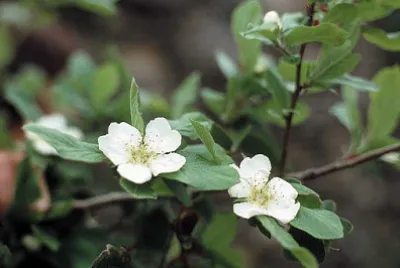 mespilus germanica jigsaw puzzle