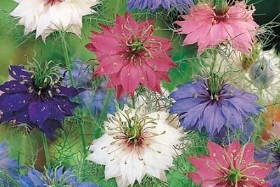 פאזל של flores