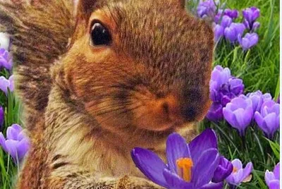 forestercrocus