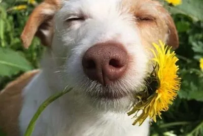 flores