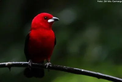 natural