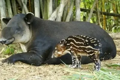Tapir