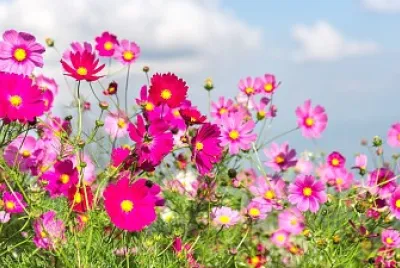 פאזל של flores
