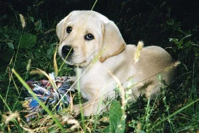 My dog