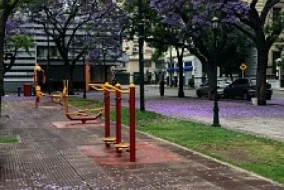 Jacaranda en flor