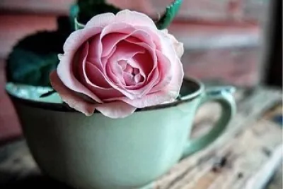 פאזל של flores