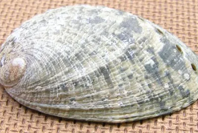 Haliotis virginea